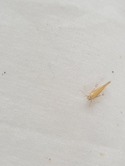 Stathmopoda skelloni