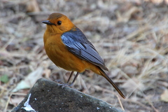 Cossypha natalensis natalensis