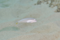 Cymolutes lecluse