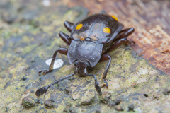 Eumorphus tetraspilotus