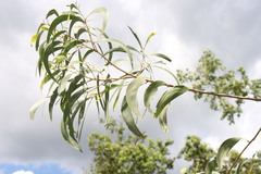Acacia leptocarpa