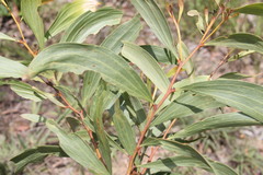 Acacia leptocarpa