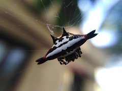 Gasteracantha geminata