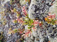 Gaultheria colensoi