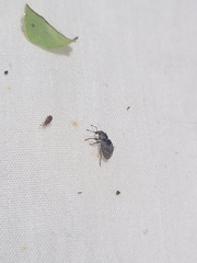 Chalepistes spermophilus