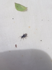 Chalepistes spermophilus