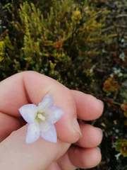 Wahlenbergia pygmaea pygmaea
