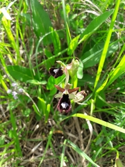 Ophrys bertolonii