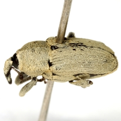 Trichobaris texana