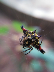 Gasteracantha geminata