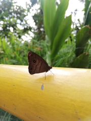 Hermeuptychia harmonia