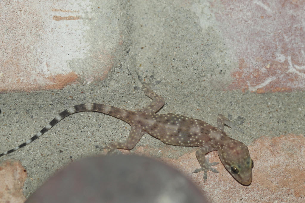 Mediterranean House Gecko from South Side, Corpus Christi, TX, USA on ...