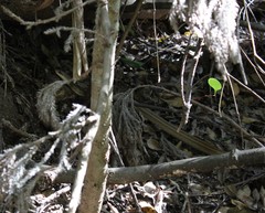 Elaphe quadrivirgata
