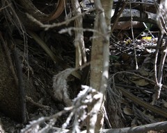 Elaphe quadrivirgata