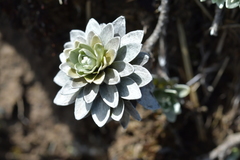 Leucogenes leontopodium