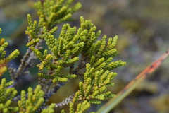 Veronica tetragona