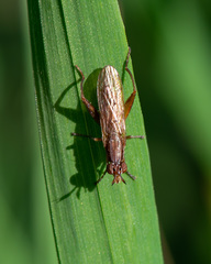 Sepedon spinipes
