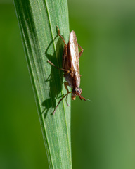 Sepedon spinipes
