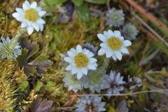 Leucogenes leontopodium