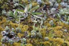 Leucogenes leontopodium