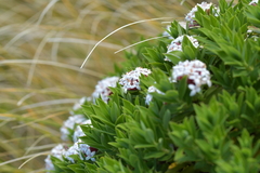 Pimelea gnidia