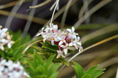 Pimelea gnidia