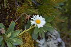 Celmisia hieraciifolia