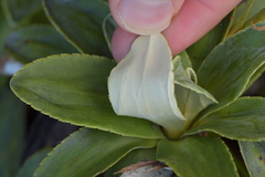 Celmisia hieraciifolia