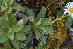 Celmisia hieraciifolia