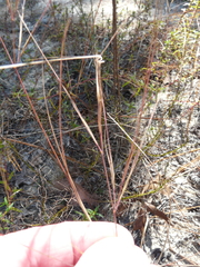 Aristida tuberculosa