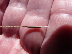 Aristida tuberculosa