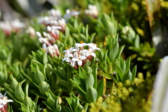 Pimelea gnidia