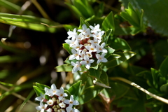 Pimelea gnidia