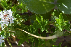 Pimelea gnidia