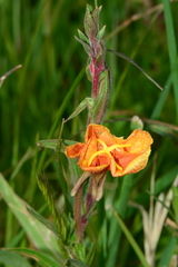 Oenothera stricta stricta
