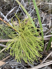 Lycopodium deuterodensum