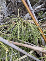 Lycopodium deuterodensum