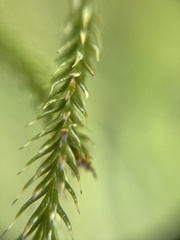 Lycopodium deuterodensum
