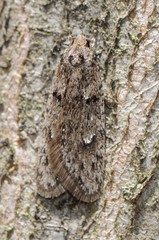 Semioscopis megamicrella