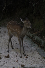 Cervus nippon centralis