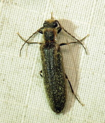 Denticollis denticornis