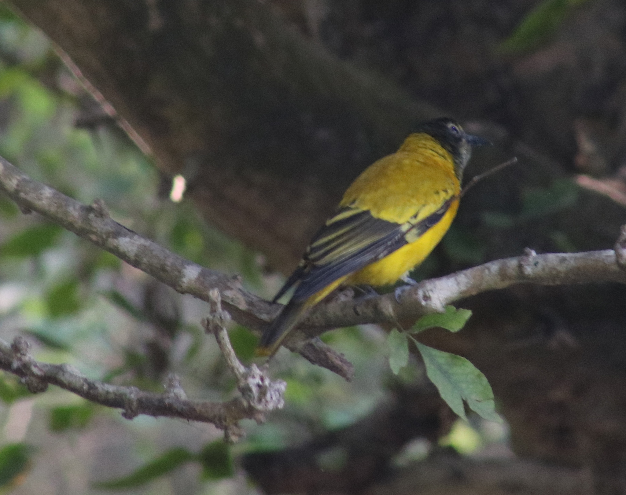 Black-hooded Oriole