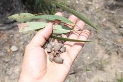 Corymbia clarksoniana