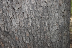 Corymbia clarksoniana