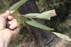 Corymbia clarksoniana
