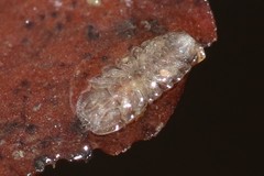 Jaera albifrons
