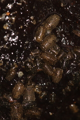 Sphaeroma papillae