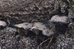 Craterellus australis