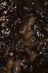 Sphaeroma papillae