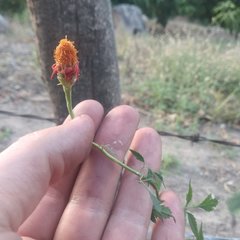 Adenophyllum aurantium